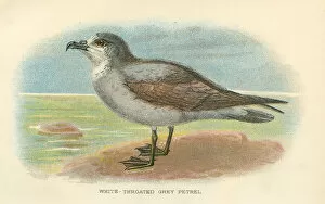 Grey Petrel dd birds from Great Britain 1897