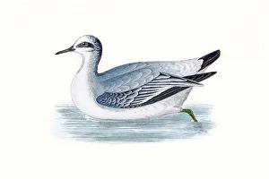 Sandpipers Gallery: Red Necked Phalarope Collection