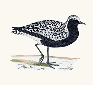 <b class=qtipBold><figcaption>Grey Plover</figcaption></b><br>A photograph of an original hand-colored engraving from The History of British Birds by Morris published in 1853-1891.<br><em>© mashuk</em> Grey Plover