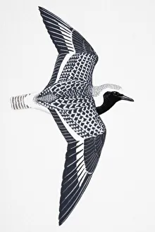 Grey Plover (Pluvialis squatarola), Black-bellied Plover in North America, adult Grey Plover (Pluvialis squatarola), Black-bellied Plover in North America, adult