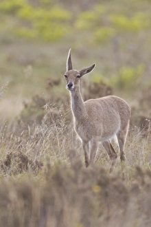 Grey rhebock -Pelea capreolus- at Bontebok National Park, South Africa Grey rhebock -Pelea capreolus- at Bontebok National Park, South Africa