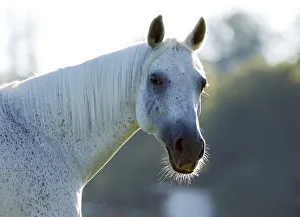Grey Thuringian Warmblood- mare, portrait with backlighting Grey Thuringian Warmblood- mare, portrait with backlighting