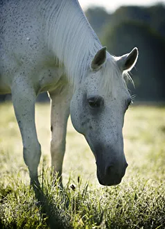 Grey Thuringian Warmblood mare, with backlighting Grey Thuringian Warmblood mare, with backlighting