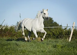 Grey Thuringian Warmblood mare galloping across a paddock Grey Thuringian Warmblood mare galloping across a paddock