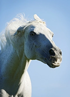 Grey Thuringian Warmblood mare shaking itself, portrait Grey Thuringian Warmblood mare shaking itself, portrait