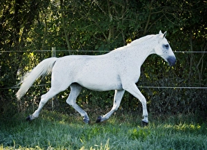 Grey Thuringian Warmblood mare trotting across a paddock Grey Thuringian Warmblood mare trotting across a paddock