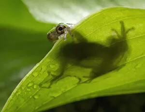 Images Dated 28th July 2013: Grey tree frog on a leaf