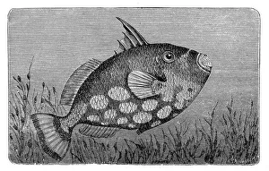 The grey triggerfish (Balistes capriscus) The grey triggerfish (Balistes capriscus)
