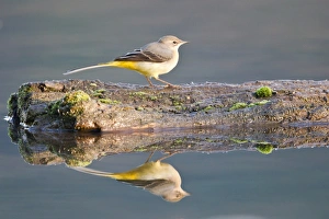 Grey Wagtail -Motacilla cinerea- perched on dead wood reflected in the water, Hesse Grey Wagtail -Motacilla cinerea- perched on dead wood reflected in the water, Hesse