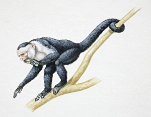 Grey and white monkey crouching on tree branch with one arm extended forward, the other holding plant it bites Grey and white monkey crouching on tree branch with one arm extended forward, the other holding plant it bites