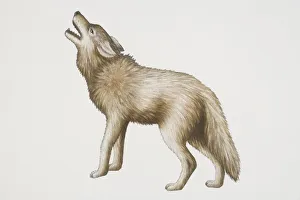 Grey Wolf (canis lupus) lifting up its head and howling, side view Grey Wolf (canis lupus) lifting up its head and howling, side view