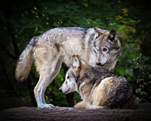 Images Dated 2nd January 2012: Grey wolves