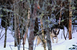 <b class=qtipBold><figcaption>Grey Wolves (Canis Lupus) in Forest</figcaption></b><br><em>© This content is subject to copyright.</em> Grey Wolves (Canis Lupus) in Forest