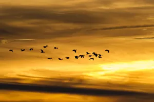 Greylag Geese -Anser anser- in flight in front of an evening sky, Ruegen Island Greylag Geese -Anser anser- in flight in front of an evening sky, Ruegen Island