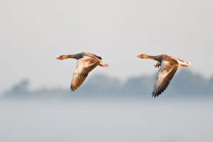 Two Greylag Geese -Anser anser-, in flight in the morning light, Steinhuder Meer, Lower Saxony, Germany Two Greylag Geese -Anser anser-, in flight in the morning light, Steinhuder Meer, Lower Saxony, Germany