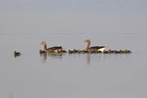 Greylag Geese -Anser anser-, swimming pair with chicks, Illmitz, Burgenland, Austria Greylag Geese -Anser anser-, swimming pair with chicks, Illmitz, Burgenland, Austria