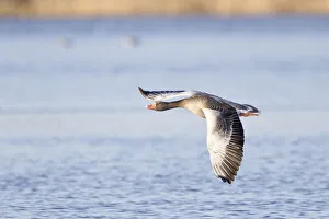 Greylag Goose -Anser anser- in flight over water, North Hesse, Hesse, Germany Greylag Goose -Anser anser- in flight over water, North Hesse, Hesse, Germany