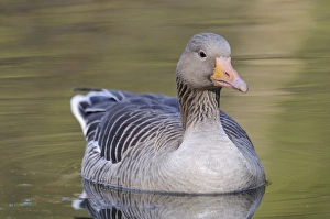 Greylag Goose -Anser anser- floating in a lake, Hamburg, Germany Greylag Goose -Anser anser- floating in a lake, Hamburg, Germany