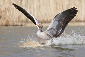 Greylag Goose -Anser anser- landing on water, North Hesse, Hesse, Germany Greylag Goose -Anser anser- landing on water, North Hesse, Hesse, Germany