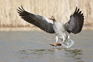 Greylag Goose -Anser anser- shortly before landing on water, North Hesse, Hesse, Germany Greylag Goose -Anser anser- shortly before landing on water, North Hesse, Hesse, Germany
