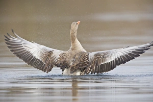 Greylag Goose -Anser anser- spreading its wings, North Hesse, Hesse, Germany Greylag Goose -Anser anser- spreading its wings, North Hesse, Hesse, Germany