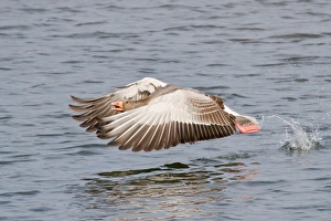 Greylag Goose -Anser anser- taking off from water, North Hesse, Hesse, Germany Greylag Goose -Anser anser- taking off from water, North Hesse, Hesse, Germany