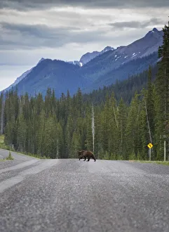 <b class=qtipBold><figcaption>Grizzly Bear Road Crossing</figcaption></b><br>A grizzly bear crosses the road in the Canadian Rockies, Alberta.<br><em>© 2016 Chase Dekker Wild-Life Images</em> Grizzly Bear Road Crossing