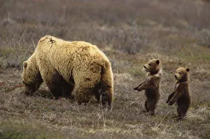 Grizzly bear (Ursus arctos) in field with two cubs Grizzly bear (Ursus arctos) in field with two cubs