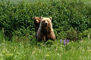 <b class=qtipBold><figcaption>Grizzly Bears (Ursus Arctos), Alaska</figcaption></b><br><em>© This content is subject to copyright.</em> Grizzly Bears (Ursus Arctos), Alaska