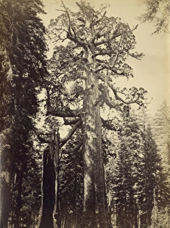 USA, North America, California