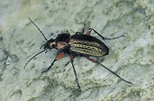 Ground Beetle species (Carabus cancellatus) Ground Beetle species (Carabus cancellatus)