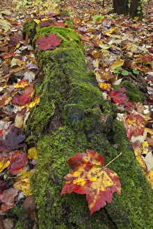 A ground level view of a moss covered log and fallen Sugar Maple leaves (acer saccharum A ground level view of a moss covered log and fallen Sugar Maple leaves (acer saccharum