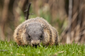 <b class=qtipBold><figcaption>Groundhog Eating Grass</figcaption></b><br>A Groundhog eating green grass. Low angle photograph.<br><em>© Coptright 2016</em> Groundhog Eating Grass