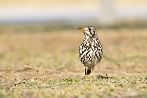 Groundscraper Thrush -Psophocichla litsipsirupa-, Etosha National Park, Namibia Groundscraper Thrush -Psophocichla litsipsirupa-, Etosha National Park, Namibia
