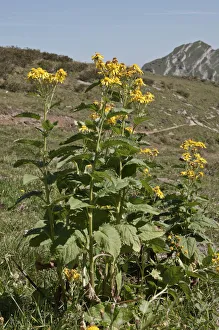 Groundsel -Senecio cordatus-, Kanisfluhgebiet, Mellau, Austria, Europe Groundsel -Senecio cordatus-, Kanisfluhgebiet, Mellau, Austria, Europe