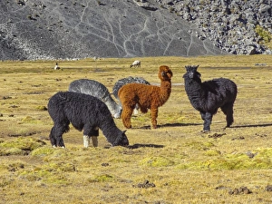 Group of Alpacas -Vicugna pacos-, Bolivian plateau, Altiplano, Bolivia Group of Alpacas -Vicugna pacos-, Bolivian plateau, Altiplano, Bolivia