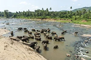 Group of Asian Elephants -Elephas maximus- by the river, Pinnawala, Sabaragamuwa province Group of Asian Elephants -Elephas maximus- by the river, Pinnawala, Sabaragamuwa province