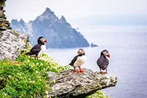 Group of atlantic puffins (Fratercula arctica), also known as the common puffin Group of atlantic puffins (Fratercula arctica), also known as the common puffin