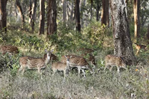 Group of axis deer, chitals -Axis axis-, Mudumalai National Park, Tamil Nadu, Tamilnadu, South India, India, South Asia Group of axis deer, chitals -Axis axis-, Mudumalai National Park, Tamil Nadu, Tamilnadu, South India, India, South Asia