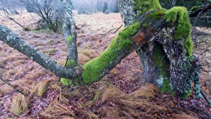 Group of bare birch trees on a meadow, rainy day Group of bare birch trees on a meadow, rainy day