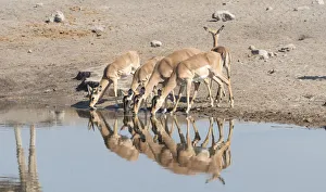 Group of Black Nose Impalas -Aepyceros melampus petersi- drinking at water Group of Black Nose Impalas -Aepyceros melampus petersi- drinking at water