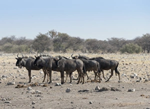 Group of blue wildebeest -Connochaetes taurinus-, Chudop waterhole, Etosha National Park Group of blue wildebeest -Connochaetes taurinus-, Chudop waterhole, Etosha National Park
