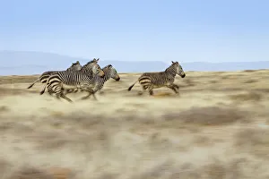 A group of Cape Mountain zebra Equus zebra running across the plains of the Mountain A group of Cape Mountain zebra Equus zebra running across the plains of the Mountain
