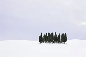 Group of cypress trees -Cupressus- in the snow, San Quirico dOrcia, Tuscany, Italy, Europe Group of cypress trees -Cupressus- in the snow, San Quirico dOrcia, Tuscany, Italy, Europe