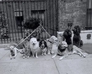 Group of dogs tied to fence Group of dogs tied to fence