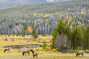 Group of elks (Cervus canadensis) grazing, Rocky Mountain National Park, Colorado, USA Group of elks (Cervus canadensis) grazing, Rocky Mountain National Park, Colorado, USA