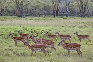 Group of female Impalas -Aepyceros melampus-, Lake Nakuru National Park, Kenya Group of female Impalas -Aepyceros melampus-, Lake Nakuru National Park, Kenya
