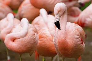 Togetherness Collection: Group of Flamingos, San Francisco, California, USA