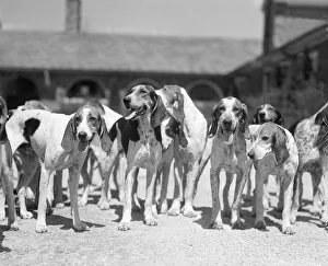Group Of Six Hounds Facing The Camera Dogs From Th Group Of Six Hounds Facing The Camera Dogs From Th