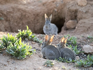 Group of little rabbits playing near his den and watched her mother port Group of little rabbits playing near his den and watched her mother port
